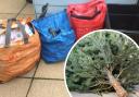 Christmas tree recycling collections are being offered in parts of Cornwall, for charity