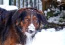 Sandra Roskruge's dog Raff enjoying the snow