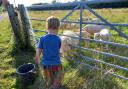 A little boy giving the lambs some food