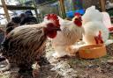 'It's still a criminal offence,': RSPCA speak out on recent chicken abandonment