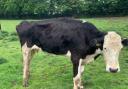 A farmer in Cornwall has been banned from keeping livestock for life after 'prolonged neglect'
