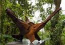 Fly by Ai Weiwei in the Eden Project's Rainforest Biome