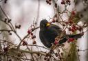File image of a blackbird with other berries