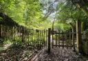 Your chance to own your own ancient woodland