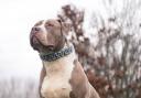 The American bully XL will not be culled.