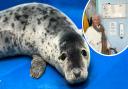 'Judi Dench' the rescued grey seal pup in Cornwall met her namesake a few hours after she had arrived at the Cornish Seal Sanctuary