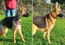 Two of the five German shepherd dogs now up for adoption in Cornwall