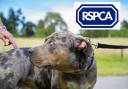 These reports come as the animal welfare charity is bracing itself for what could be a 