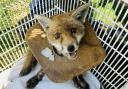 A fox stuck in rubbish was among the rescues for the RSPCA in 2023