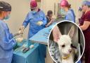Chihuahua Birdie (inset) survived open heart surgery
