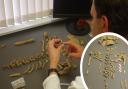 The bones were analysed at the Cornwall Archaeological Unit (CAU)