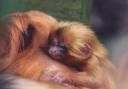 The zoo has welcomed a number of new arrivals including this adorable golden lion tamarin