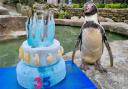 Europe's oldest penguin, Spneb, celebrates turning 35 at Paradise Park in Cornwall