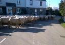 VIDEO: Ewe won't believe the number of sheep being herded through village near Helston