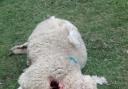 Plea to dog owners to keep pets on lead after sheep has its throat ripped out