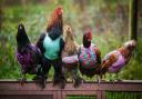 Chickens in wooly jumpers