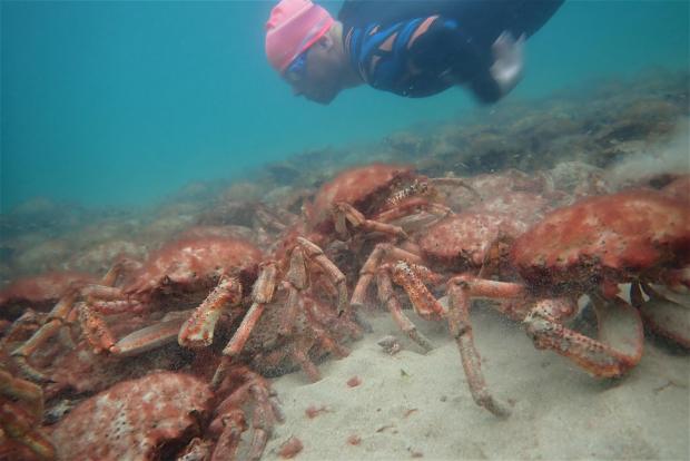 Falmouth Packet: Snorkeller and spider crabs. Picture: Matt Slater & Cornwall Wildlife Trust