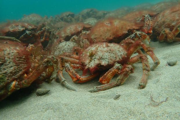 Falmouth Packet: Mass aggregation of spider crabs. Picture: Matt Slater & Cornwall Wildlife Trust