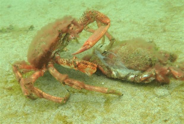 Falmouth Packet: Moulted spider crab. Picture: Matt Slater & Cornwall Wildlife Trust