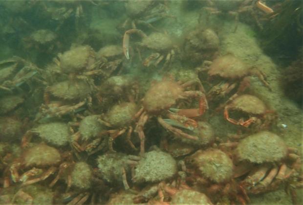 Falmouth Packet: Aggregation of spider crabs from above. Picture: Matt Slater & Cornwall Wildlife Trust