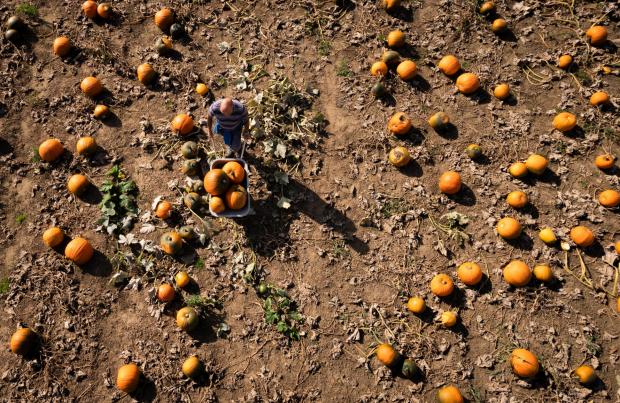 Falmouth Packet: Millions of pumpkins have been grown for Halloween (Danny Lawson/PA)