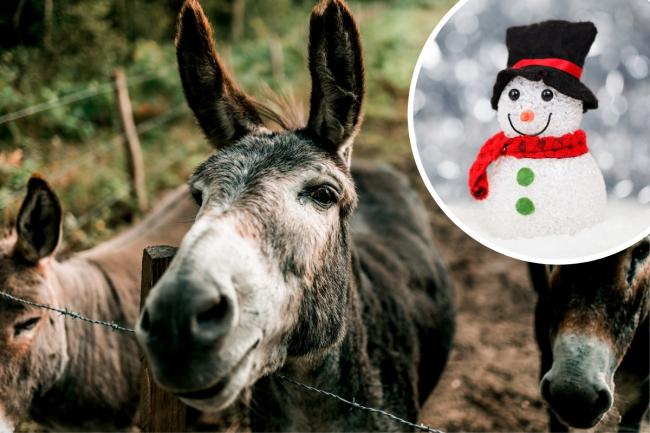 A donkey sanctuary in Cornwall will be holding its first ever Winter Fayre this next month.