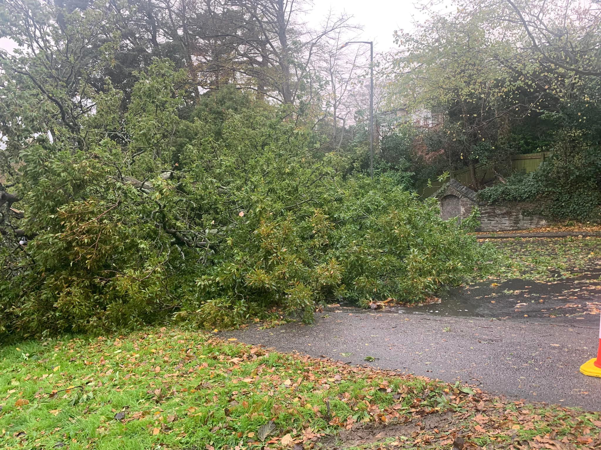 The tree down in Tregolls Road, Truro on Saturday morning Picture: Mark Picken