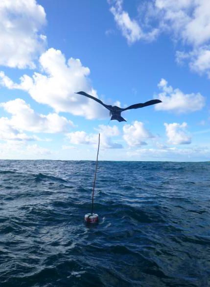 A predator-shaped kite Picture: Ana_Almeida
