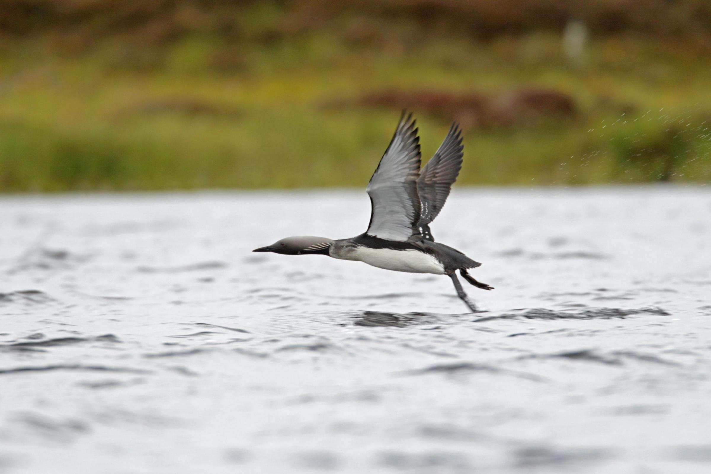 Black-throated diver Gavia arctica Picture: Andy Hay