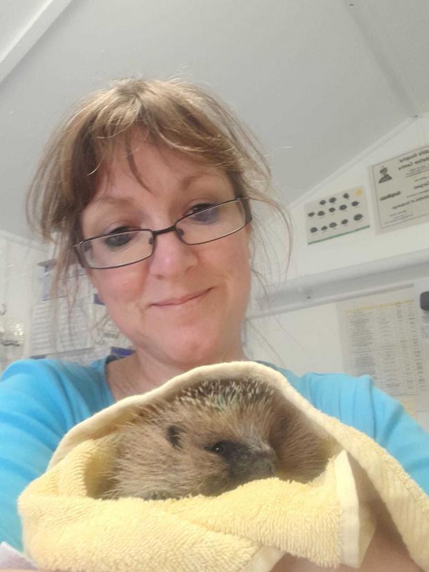 Falmouth Packet: Since November 2020, Tracey has rescued nearly 100 hedgehogs. 
