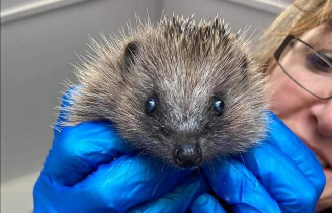 A not-for-profit animal rescue centre is looking to raise awareness and inform local people about how they can help protect Cornwall's hedgehogs