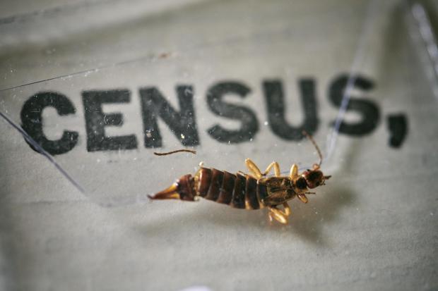Falmouth Packet: An insect, which died at some point in the last 100 years, being removed from the pages of the 1921 Census at the Office for National Statistics (ONS) near Southampton. Photo via PA.