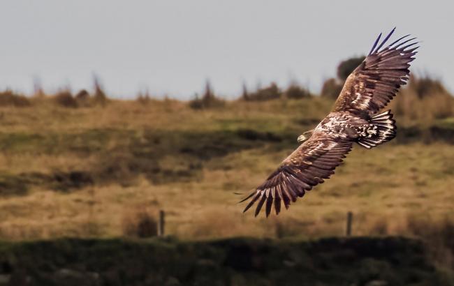 The white-tailed eagle over Bodmin Moor  Picture: Cat Lake/PA