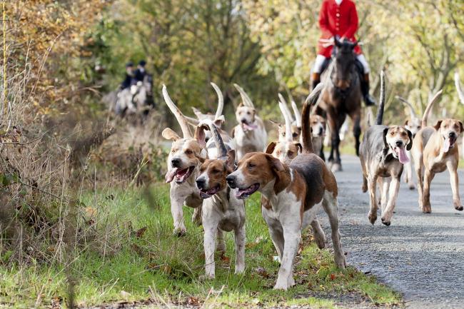 The Countryside Alliance has dubbed a petition calling to ban trail hunting on public land as 'anti-rural'  Stock picture: Getty Images
