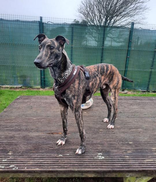 Falmouth Packet: Bryn arrived at the centre as a stray. Picture: NAWT