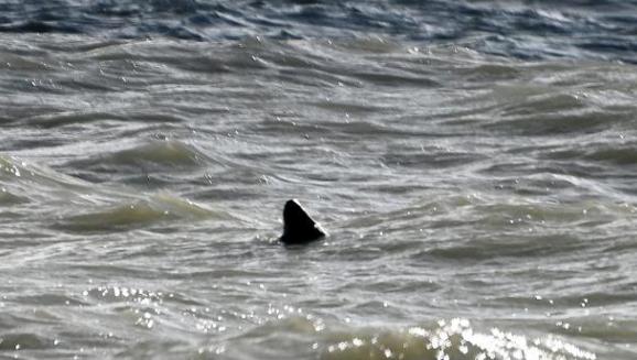 Falmouth Packet: A fin of a 'great white shark' has been spotted just yards off the coast from a popular beach, it has been claimed