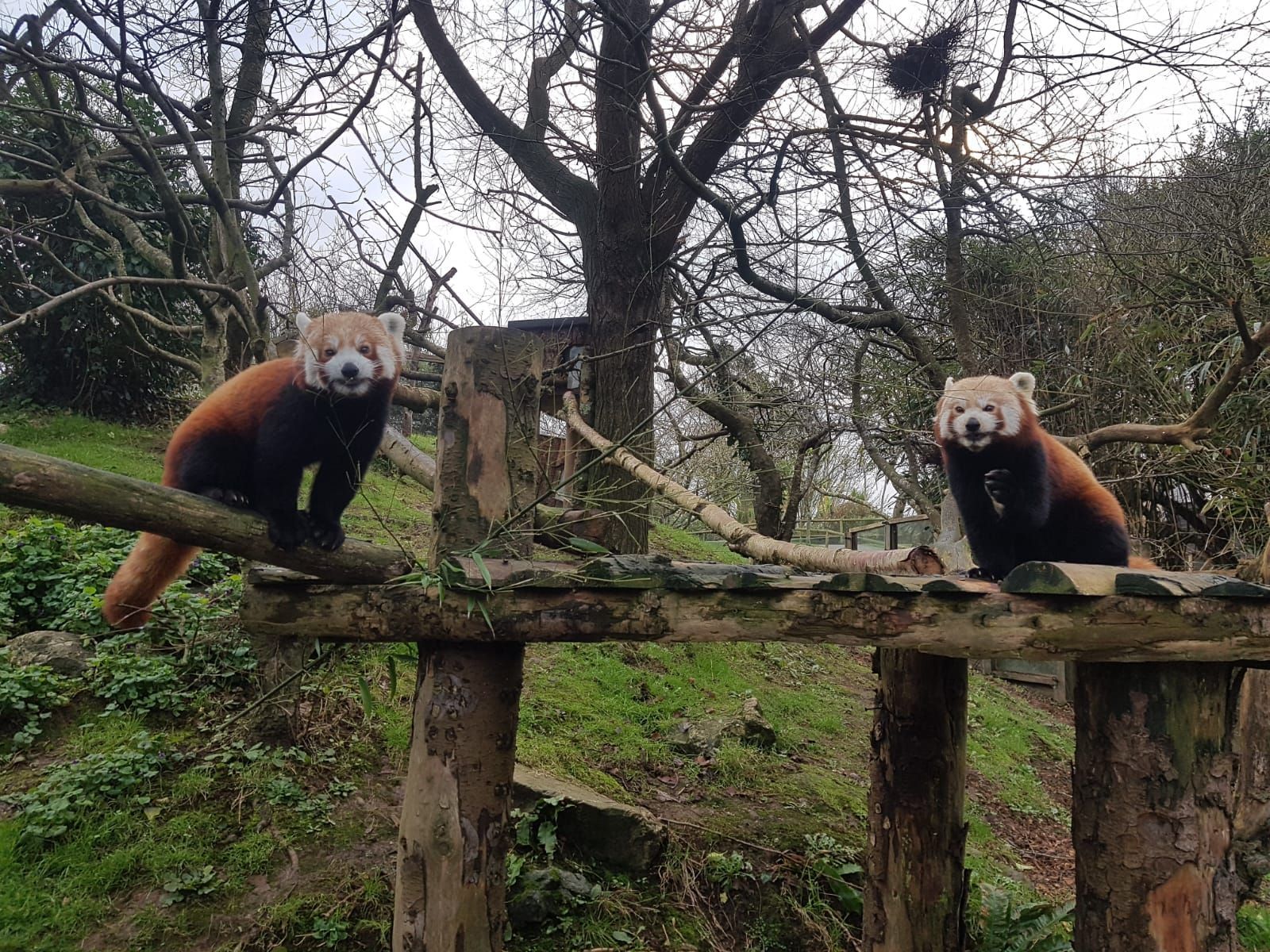 Rowan joins Newquay Zoos existing red panda Seren