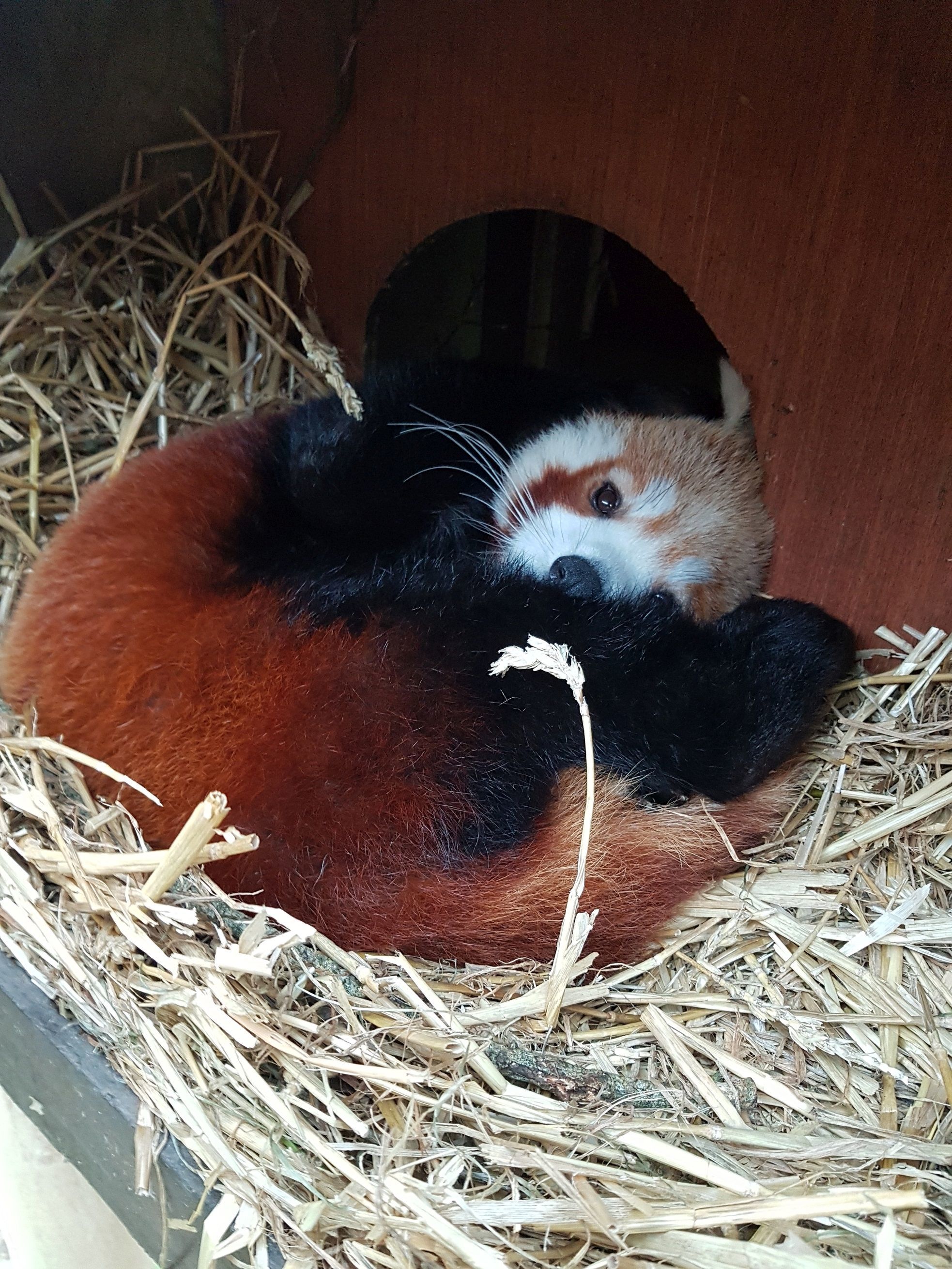 It is hoped Rowan and original red panda Seren will breed