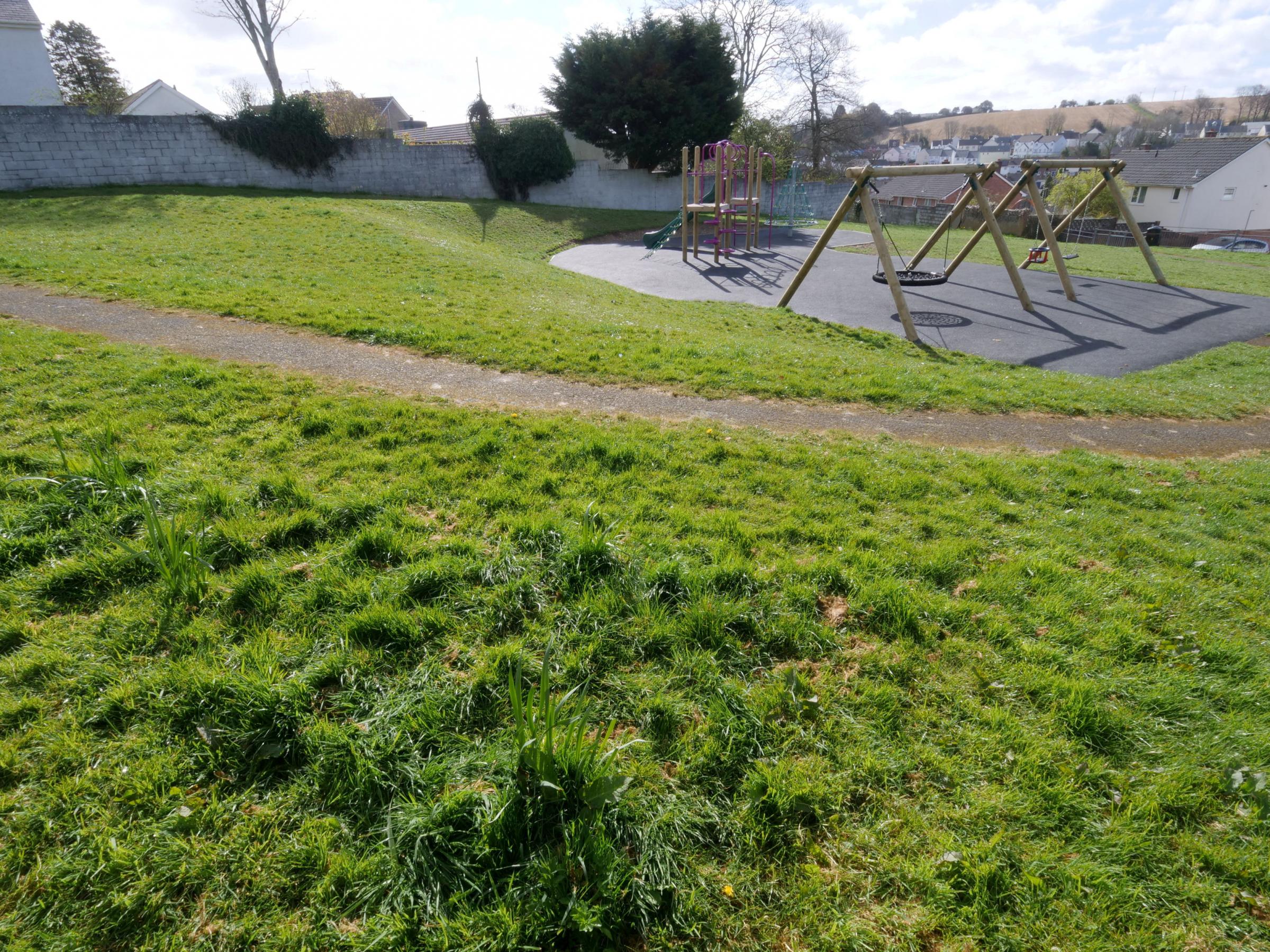 Old Roselyon Play Area in St Blaise where a number of daffodils have been cut down - apparently due to the risk of children eating them, April 5 2022. 