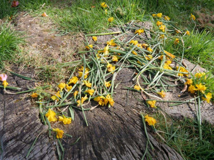 St Blaise council, Cornwall bans planting of daffodils 