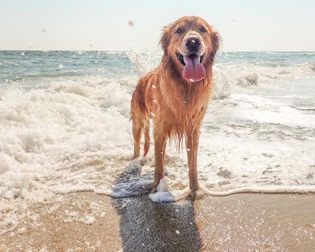 Falmouth Packet: Dogs are only allowed on some beaches in BCP