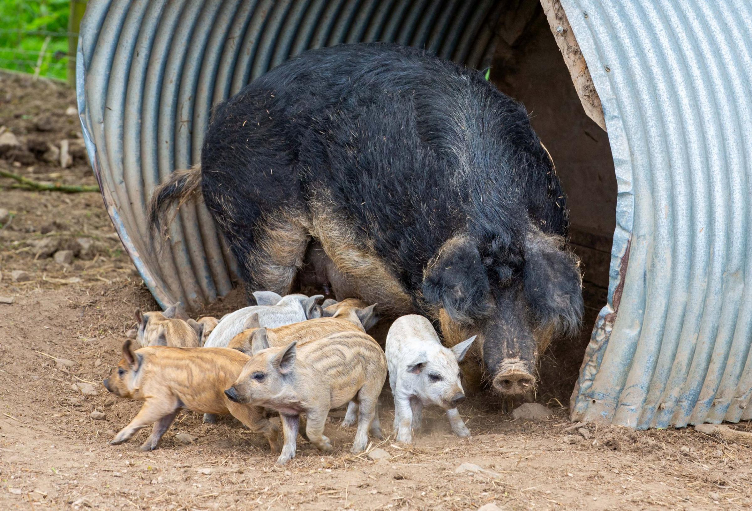 The pigs slowly recovering from just ten in the UK to around 50 Picture: SWNS