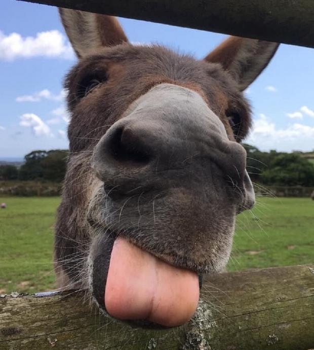 Falmouth Packet: The Flicka Foundation Donkey Sanctuary allows vistors to meet the animals living their best life. Picture: Tripadvisor