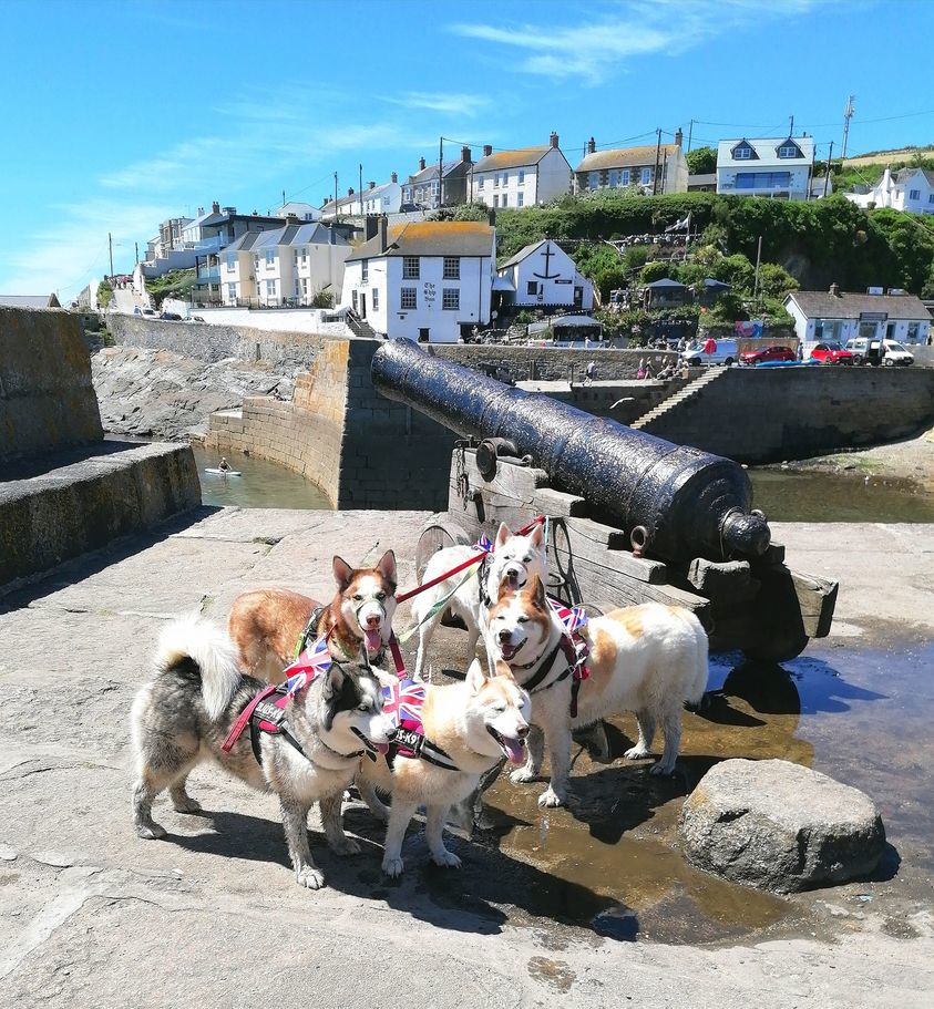 Some patriotic dogs at Porthleven Picture: Gemma Strong/Packet Camera Club