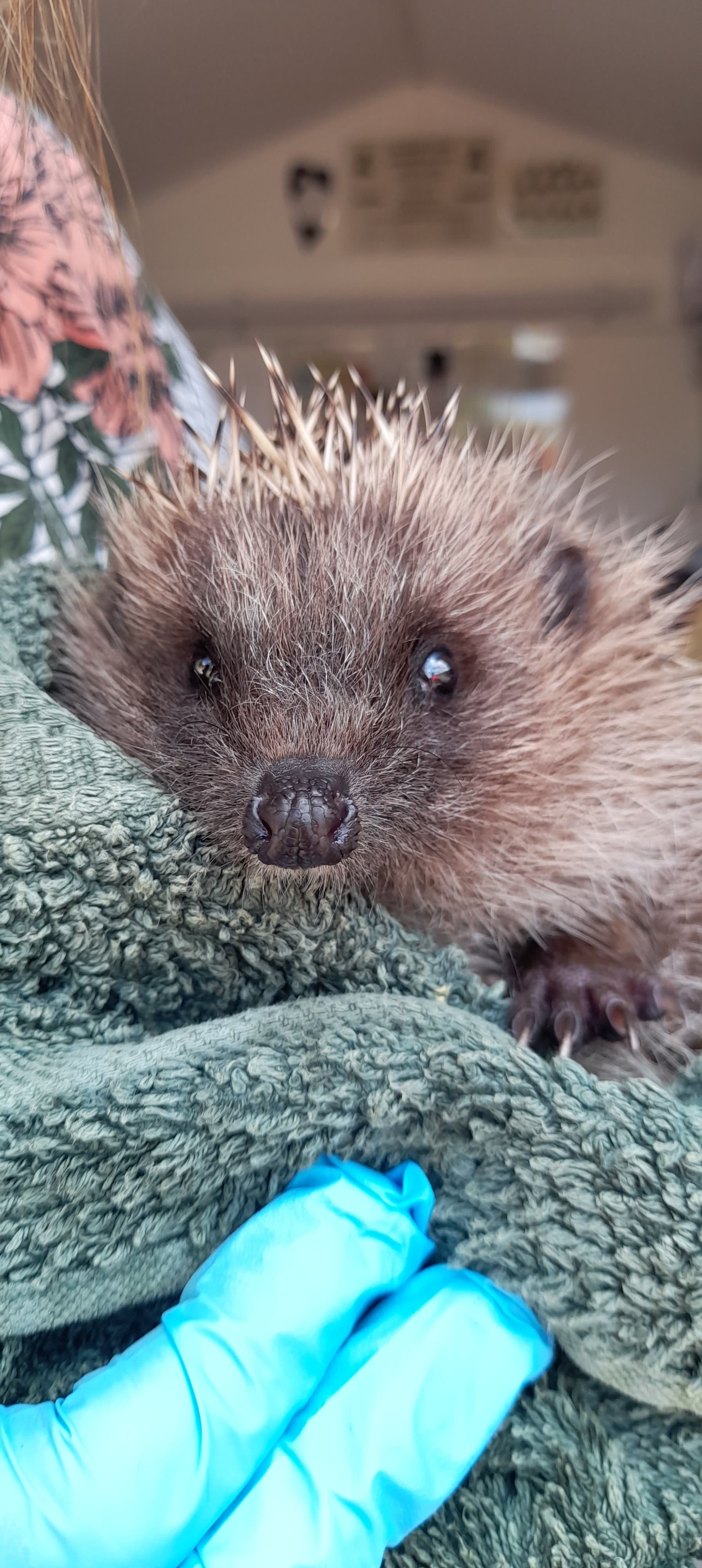 Tracey cares for the hedgehogs so they can be released back into the wild