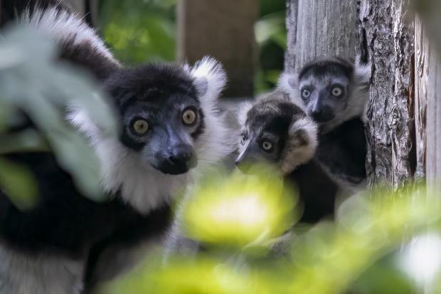 Cheeky little faces of the lemur boys at Newquay Zoo  Photo:David Folland