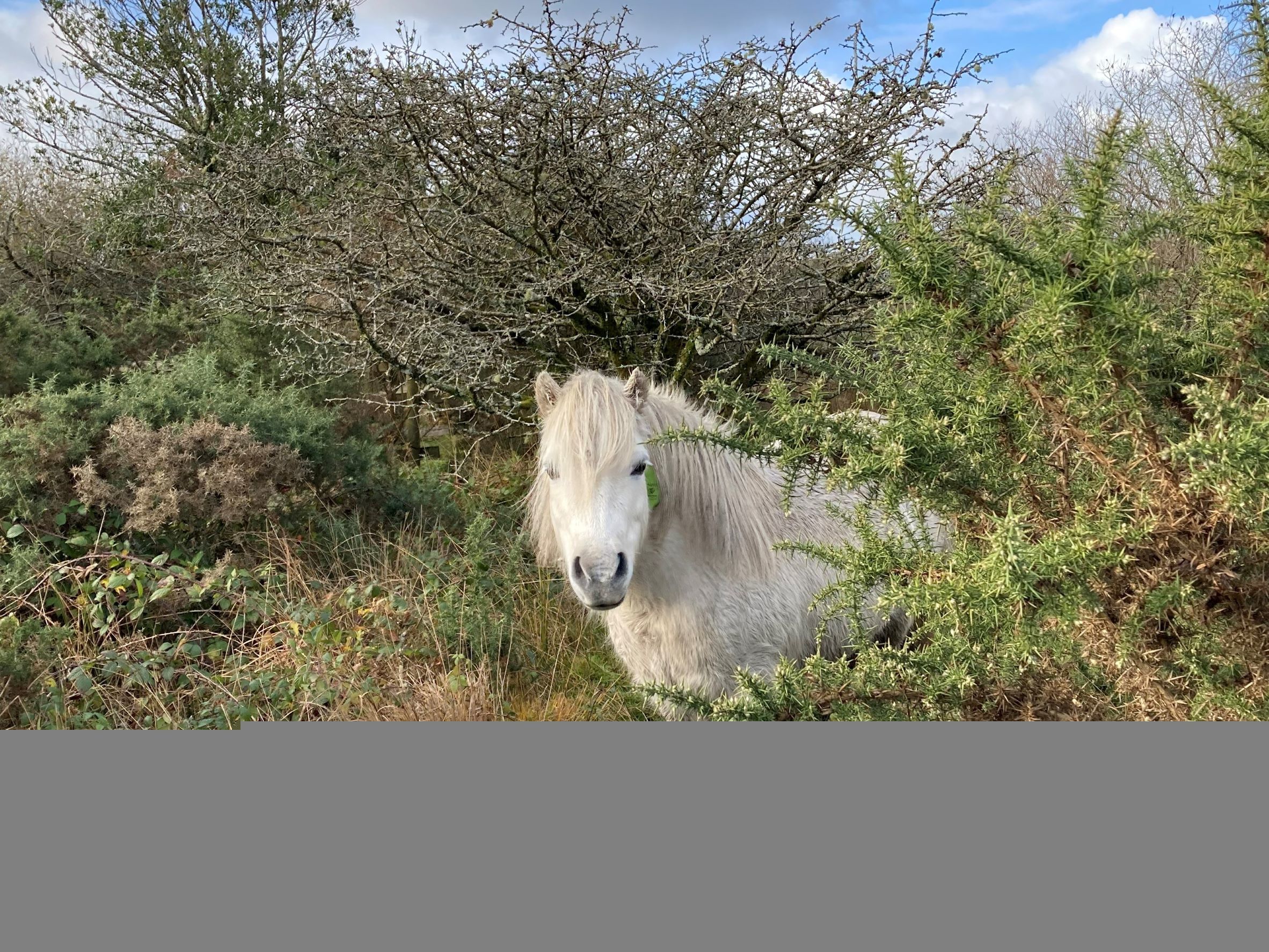 Green social prescribing events will continue like the popular walking tours of Goss Moor NNR to find and check on the wild ponies that live there