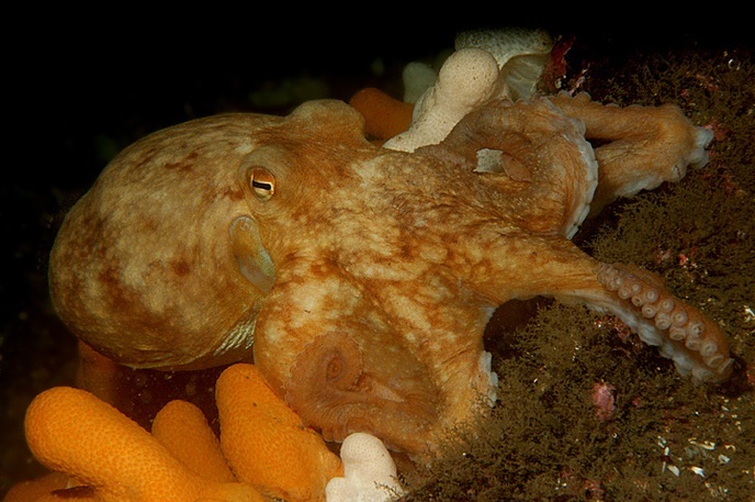 Common Octopus. Image David Stephens