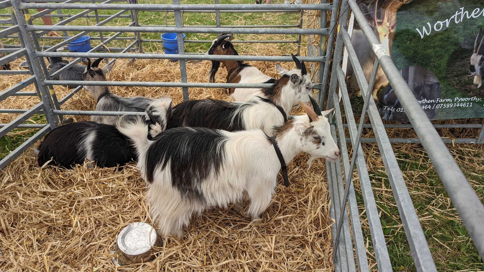 Some of the goats on display at the show