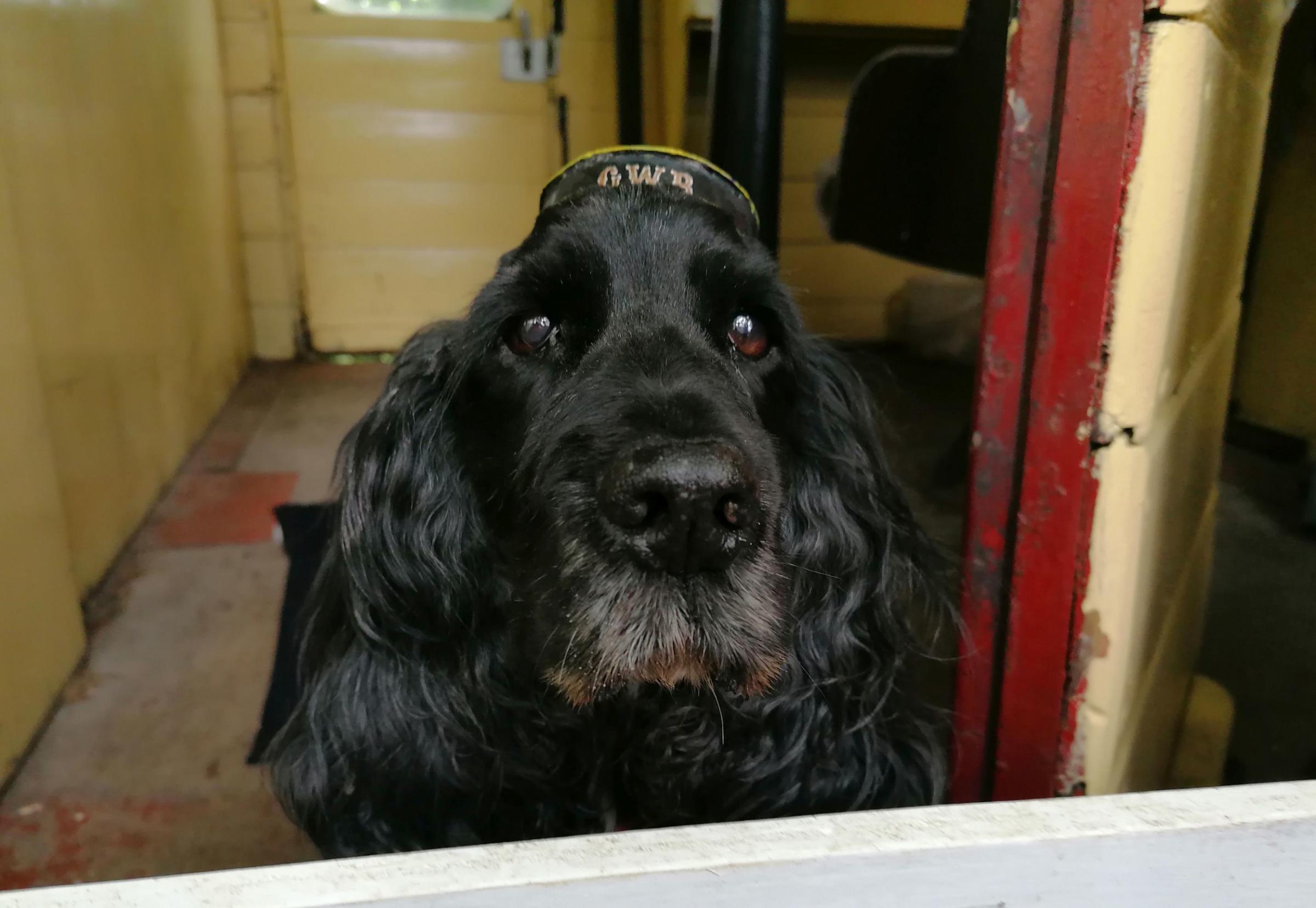 Station dog Athena in her special GWR hat